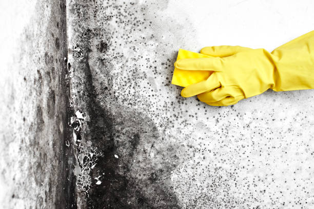 Best Kitchen Mold Remediation in Cambridge, IL