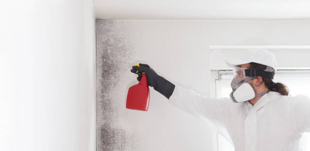 Best Post-Flood Mold Remediation in Cambridge, IL