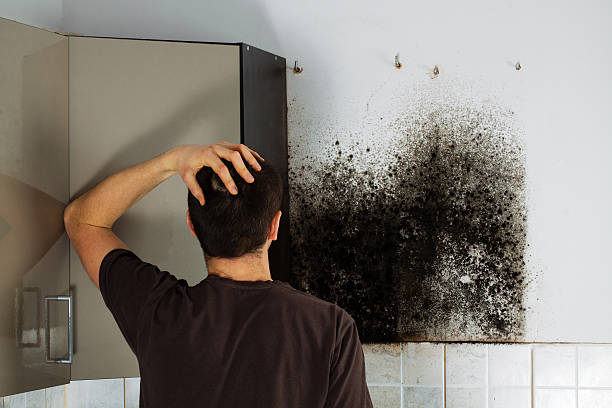 Best Industrial Mold Remediation in Cambridge, IL
